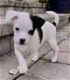 adoptable Dog in  named Chip: Fritos