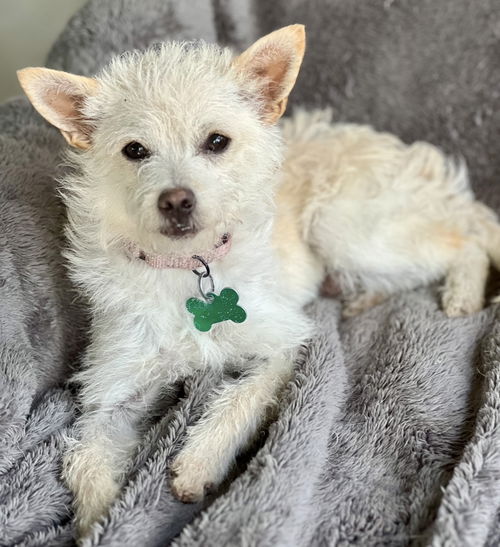 picture of the dog needing adoption