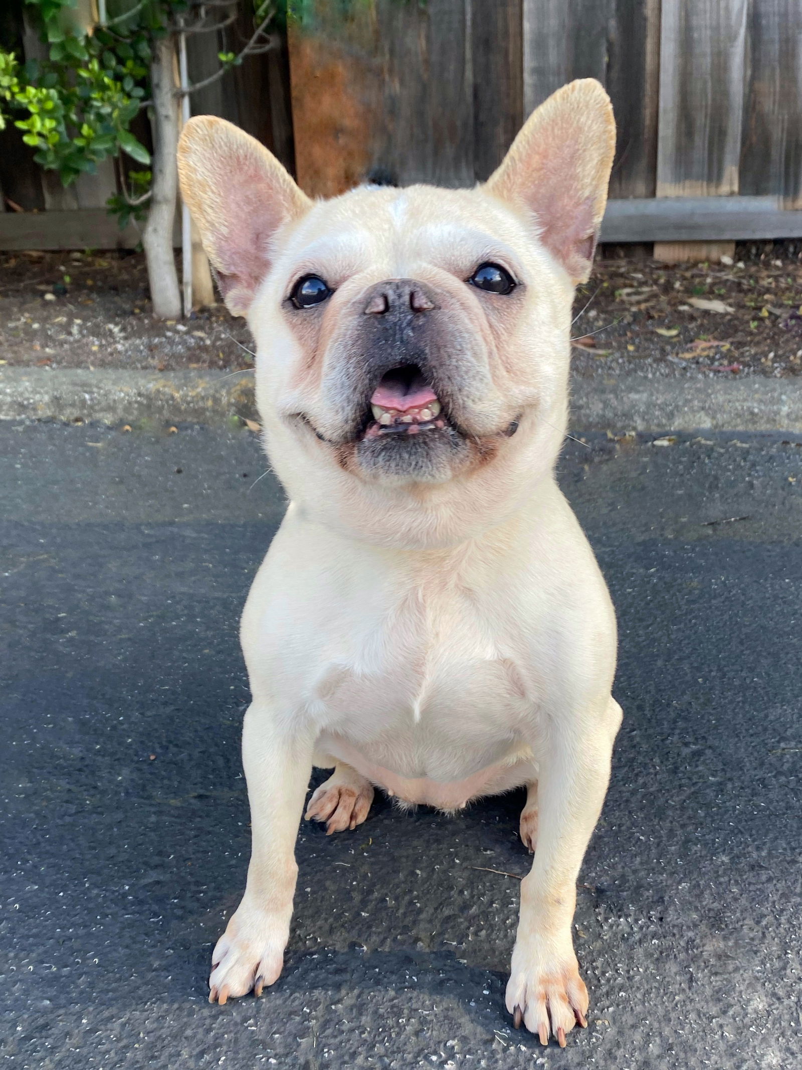 adoptable Dog in Sun City, CA named Gidget