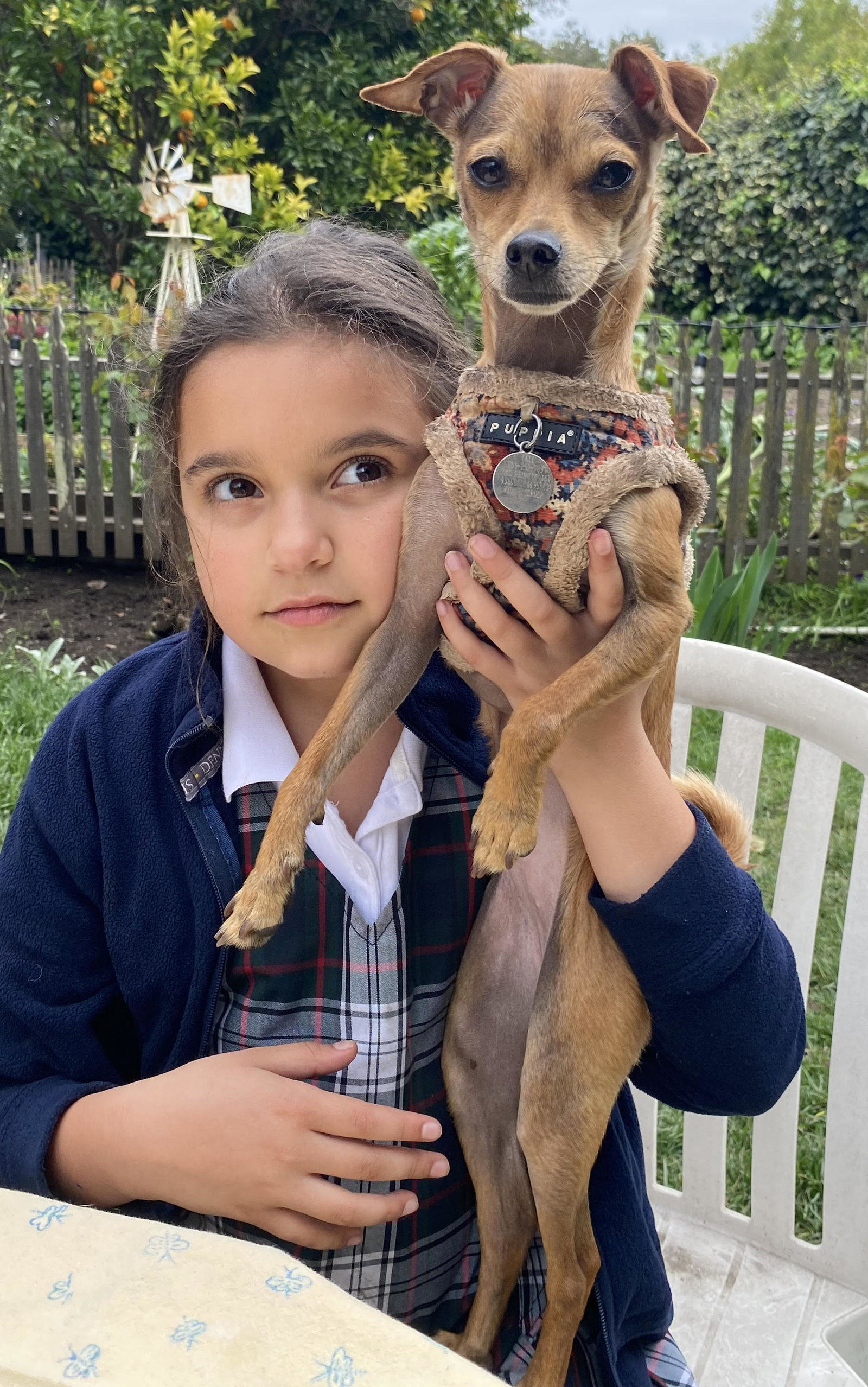 Dog for Adoption - Annie, a Chihuahua in Murrieta Hot Springs, CA