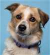 adoptable Dog in  named Apricot
