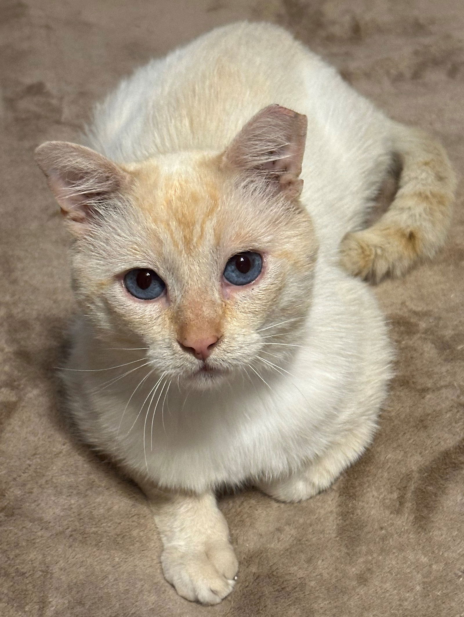 adoptable Cat in Sun City, CA named Sydney