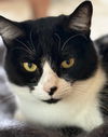 adoptable Cat in  named Shell