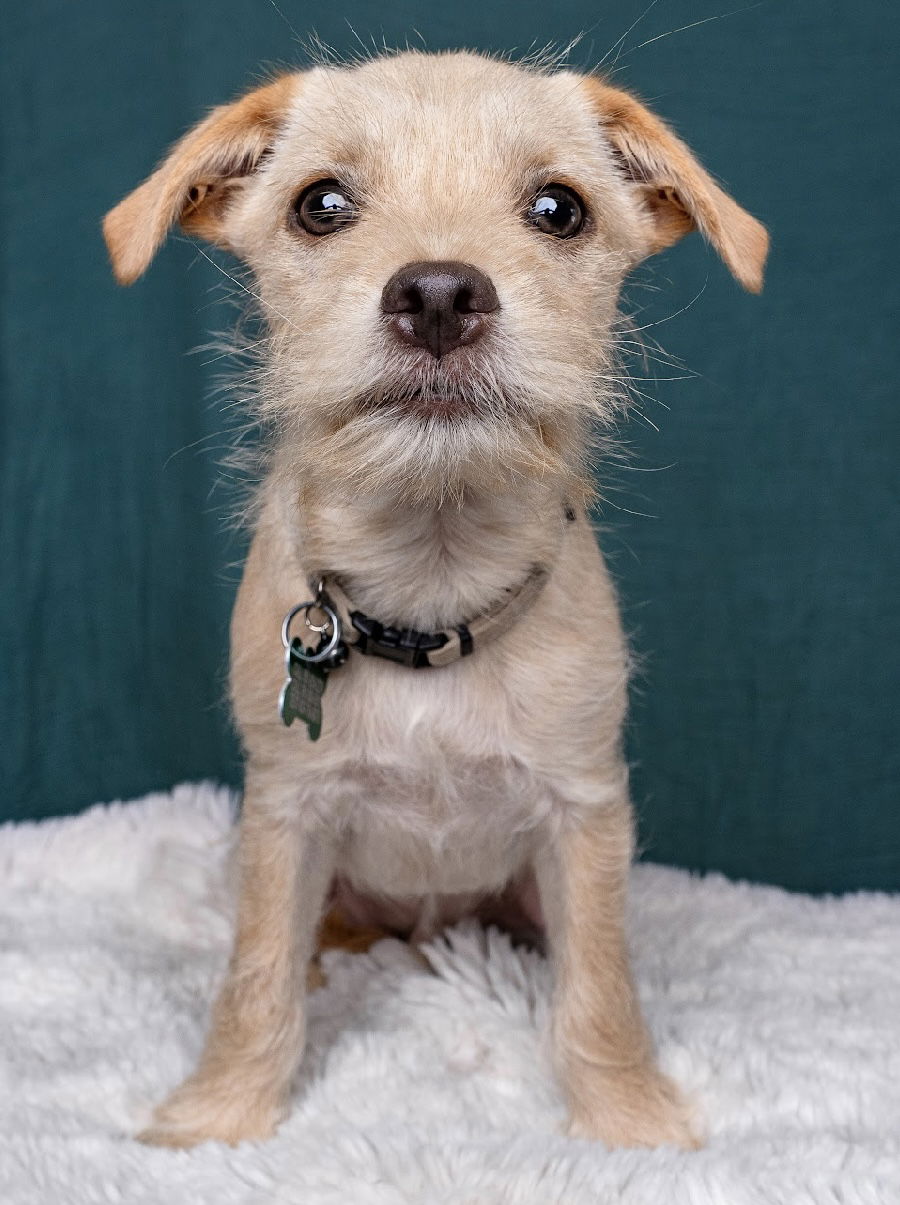 adoptable Dog in Sun City, CA named Sushi: California Roll