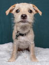 adoptable Dog in  named Sushi: California Roll