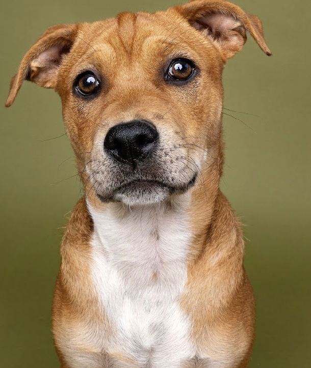 adoptable Dog in Sun City, CA named Garden: Indigo