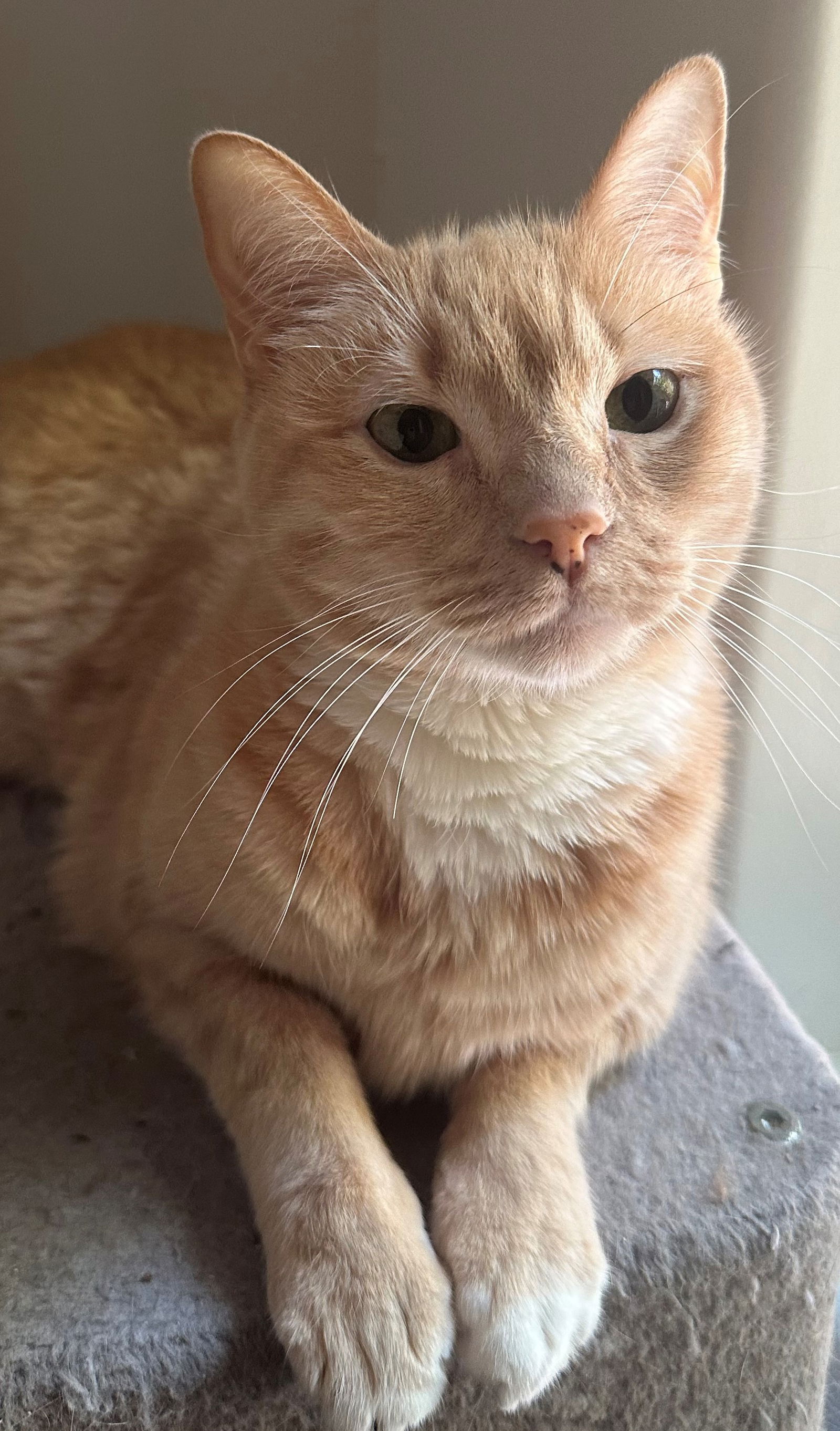 adoptable Cat in Sun City, CA named Blondie