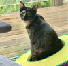 adoptable Cat in  named Harmony