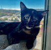 adoptable Cat in Sun City, CA named Music: Harmony