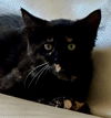 adoptable Cat in Sun City, CA named Music: Symphony