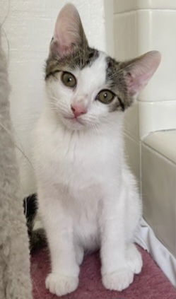 adoptable Cat in Sun City, CA named Mountain: Everest