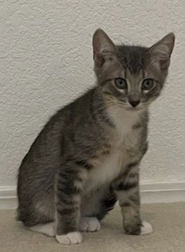 adoptable Cat in Sun City, CA named Mountain: Olympus