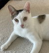 adoptable Cat in Sun City, CA named Shasta