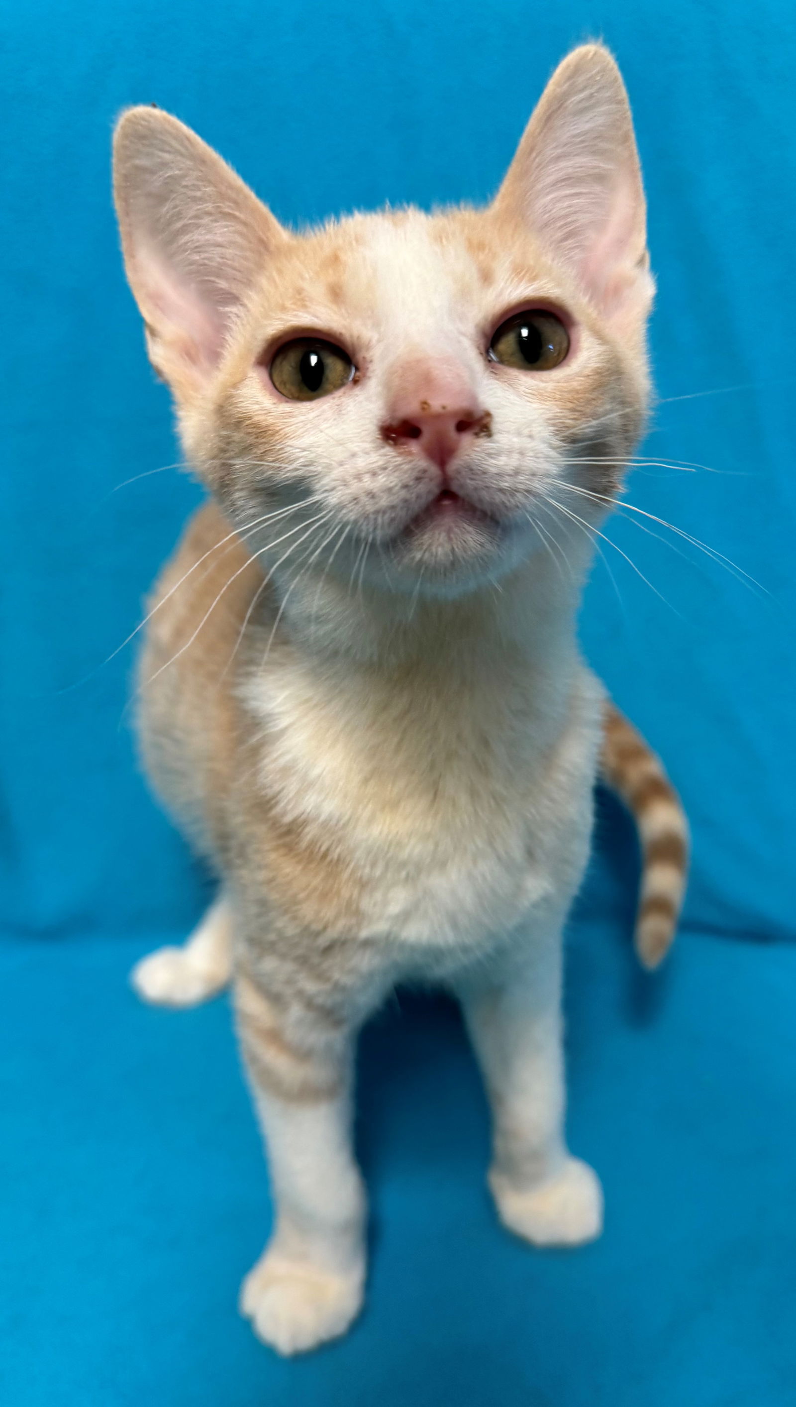 adoptable Cat in Sun City, CA named Alphabet: Archie