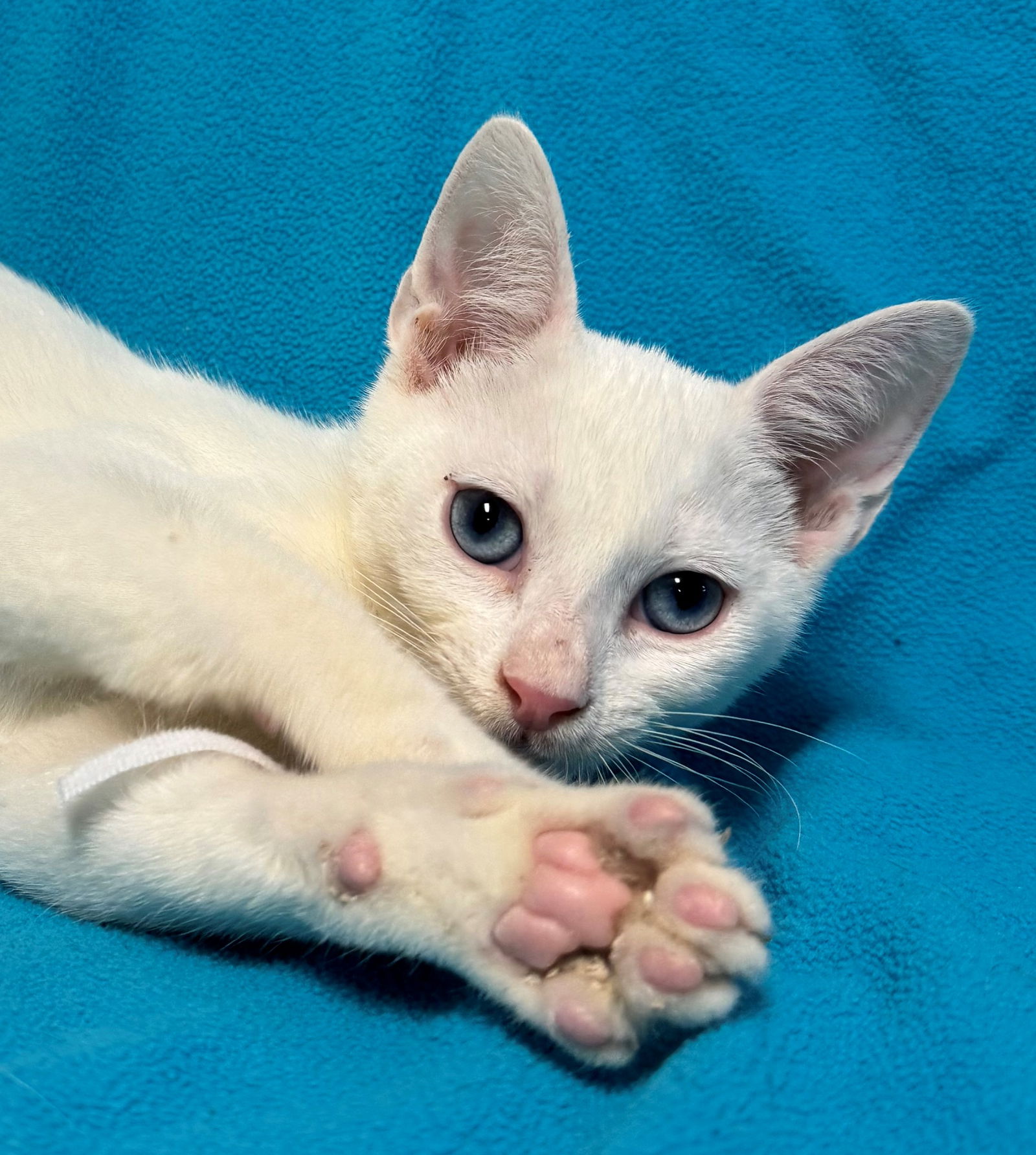 adoptable Cat in Sun City, CA named Alphabet: Blizzard