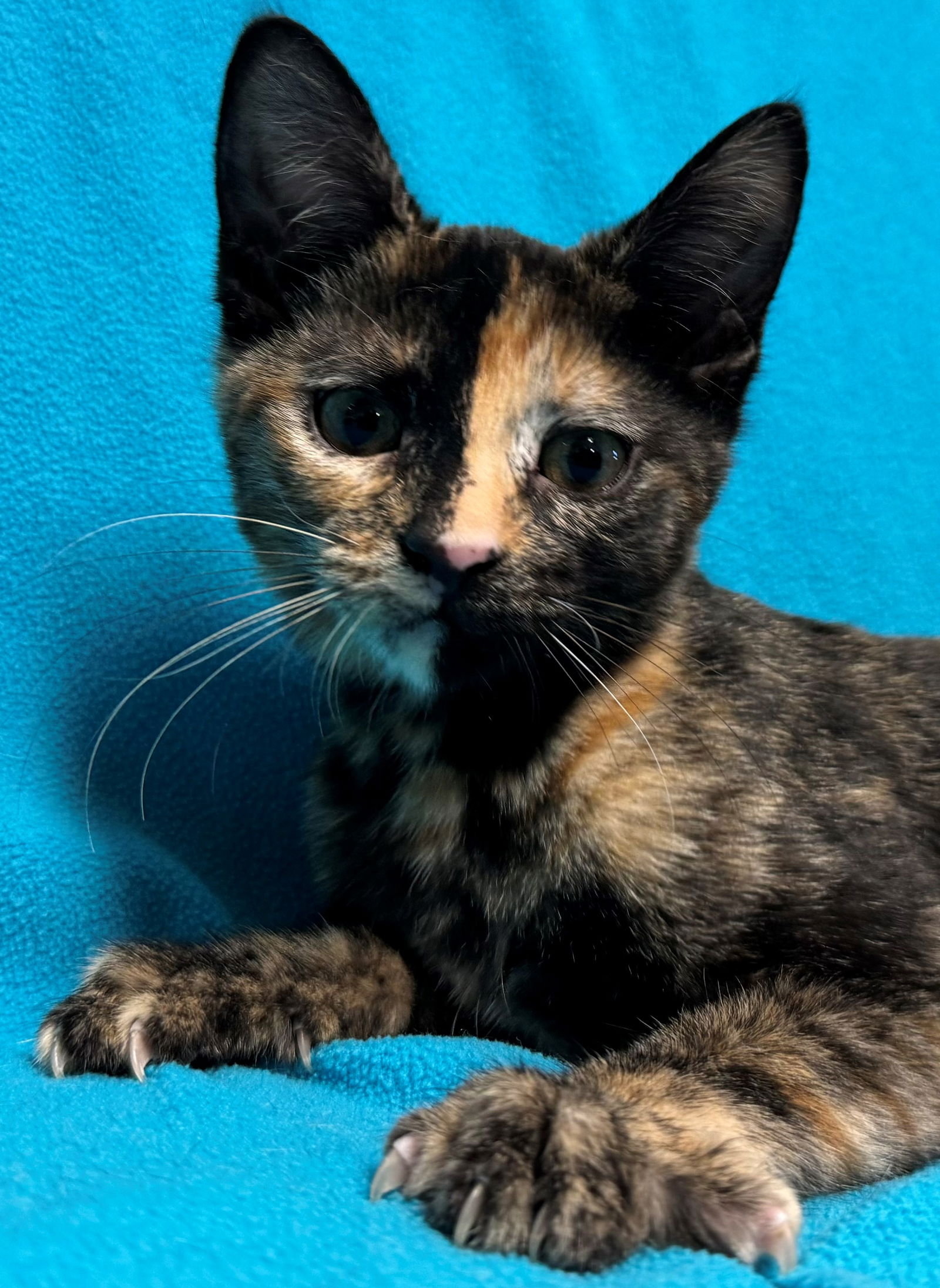 adoptable Cat in Sun City, CA named Alphabet: Cherie