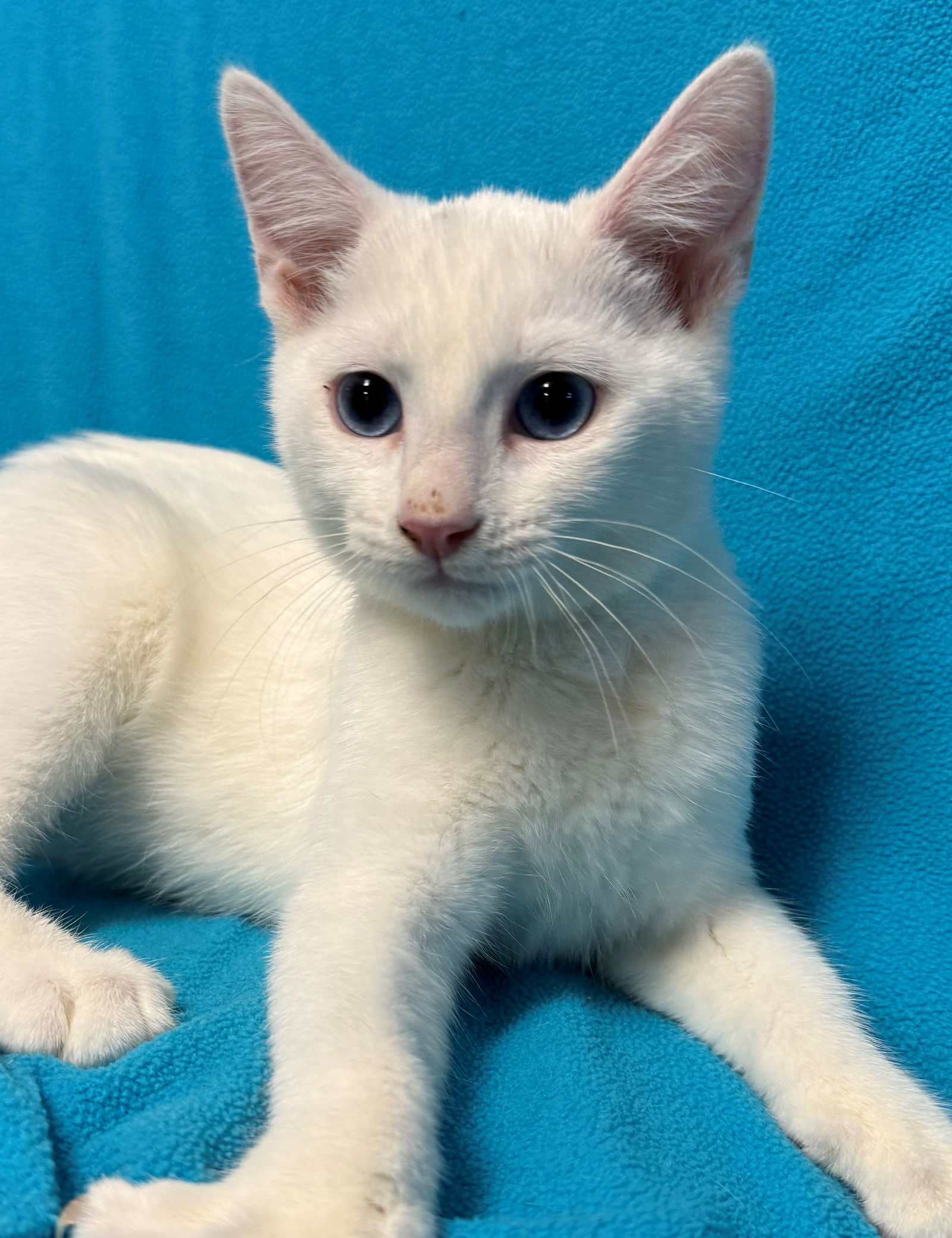 adoptable Cat in Sun City, CA named Alphabet: Dottie