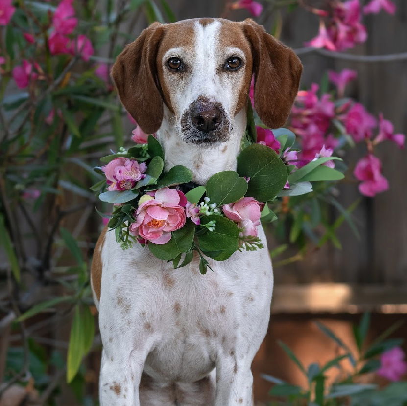 adoptable Dog in Sun City, CA named Reno