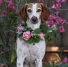 adoptable Dog in Sun City, CA named Reno