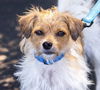 adoptable Dog in Sun City, CA named Olympian