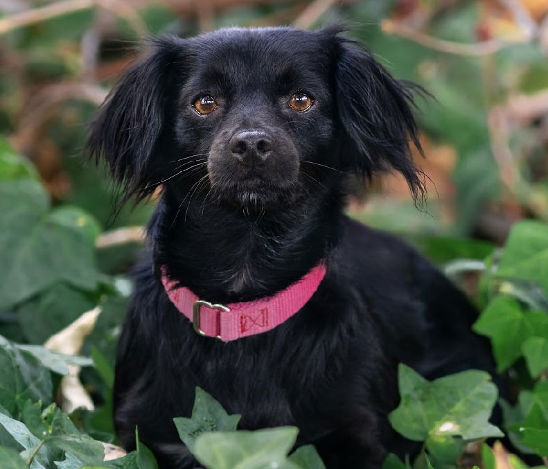 adoptable Dog in Sun City, CA named Katniss