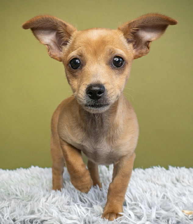 adoptable Dog in Sun City, CA named School Supply: Lunchbox