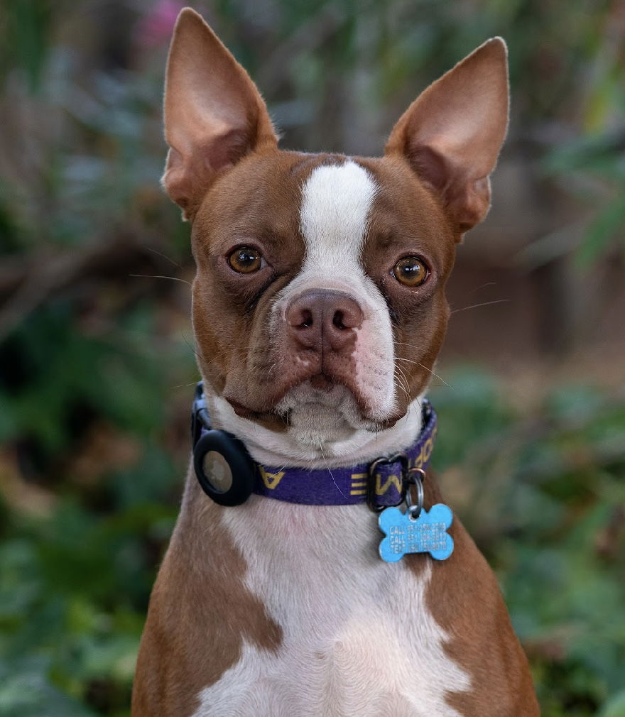 adoptable Dog in Sun City, CA named Kermit