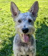 adoptable Dog in Sun City, CA named Pickleball