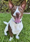 adoptable Dog in  named Dottie