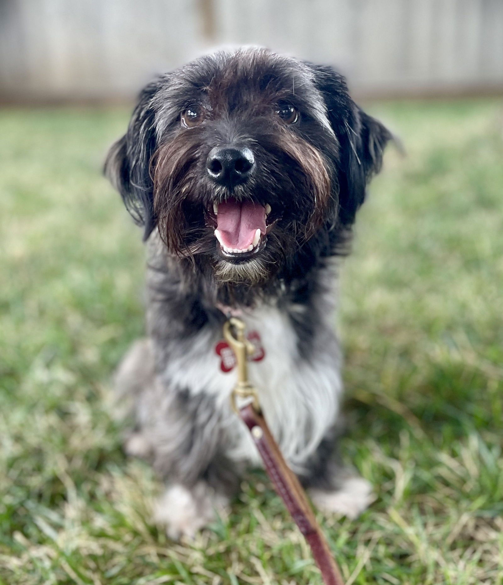 adoptable Dog in Sun City, CA named Salem