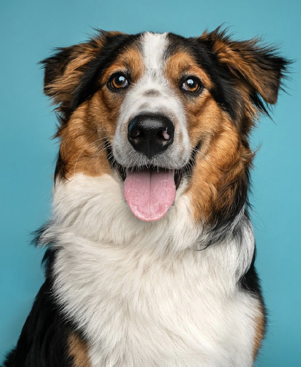 adoptable Dog in Sun City, CA named Apple Cider