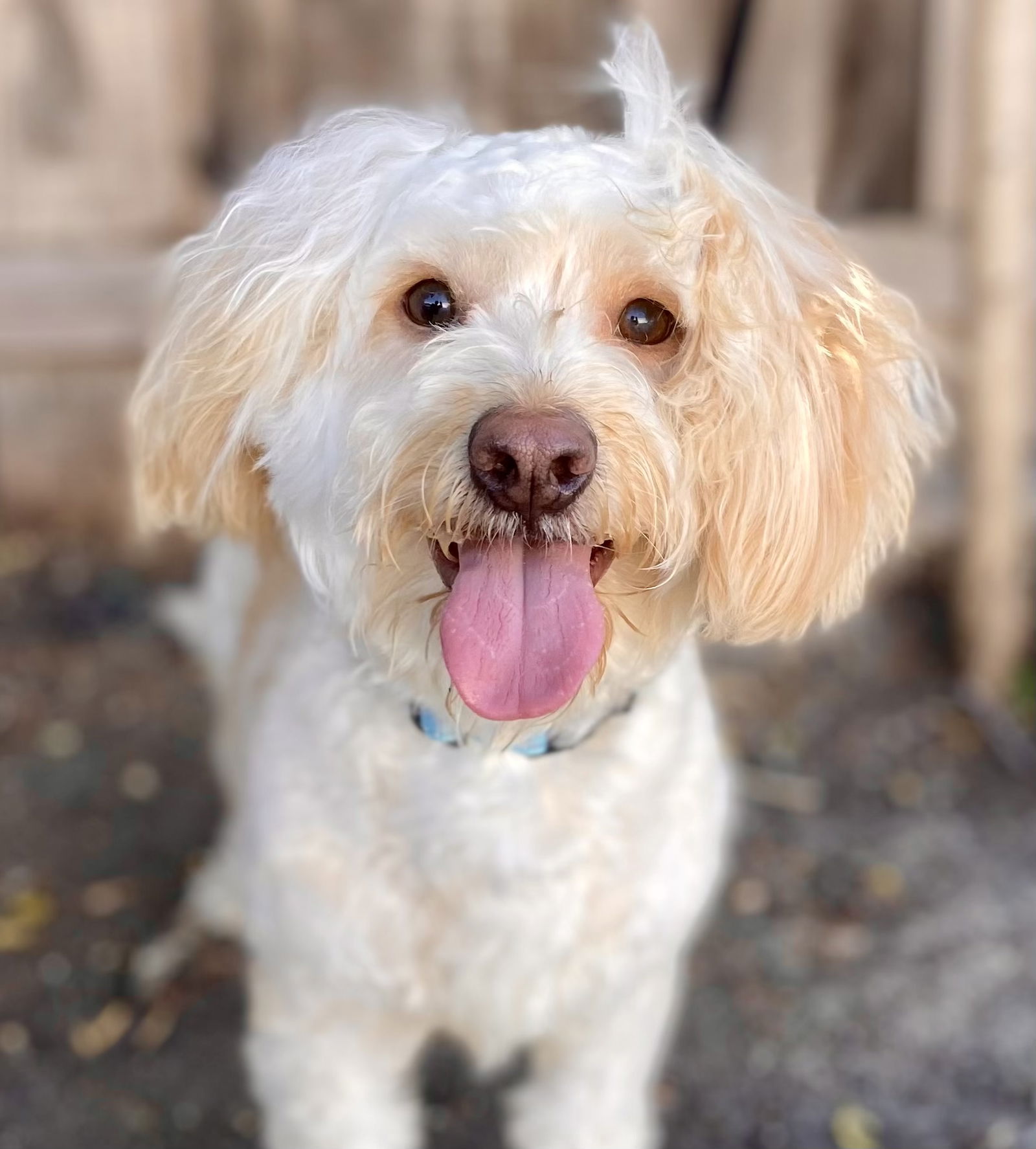 adoptable Dog in Sun City, CA named Mashed Potato