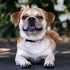 adoptable Dog in  named Pugsley