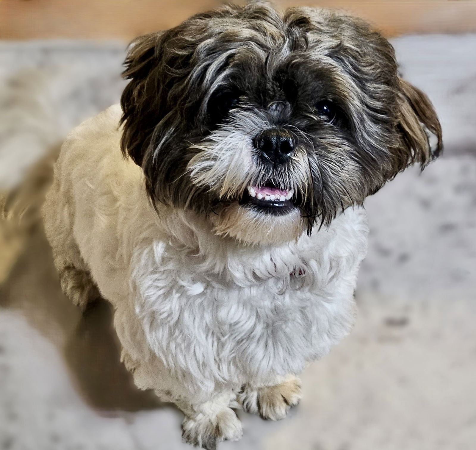 adoptable Dog in Sun City, CA named Ramen