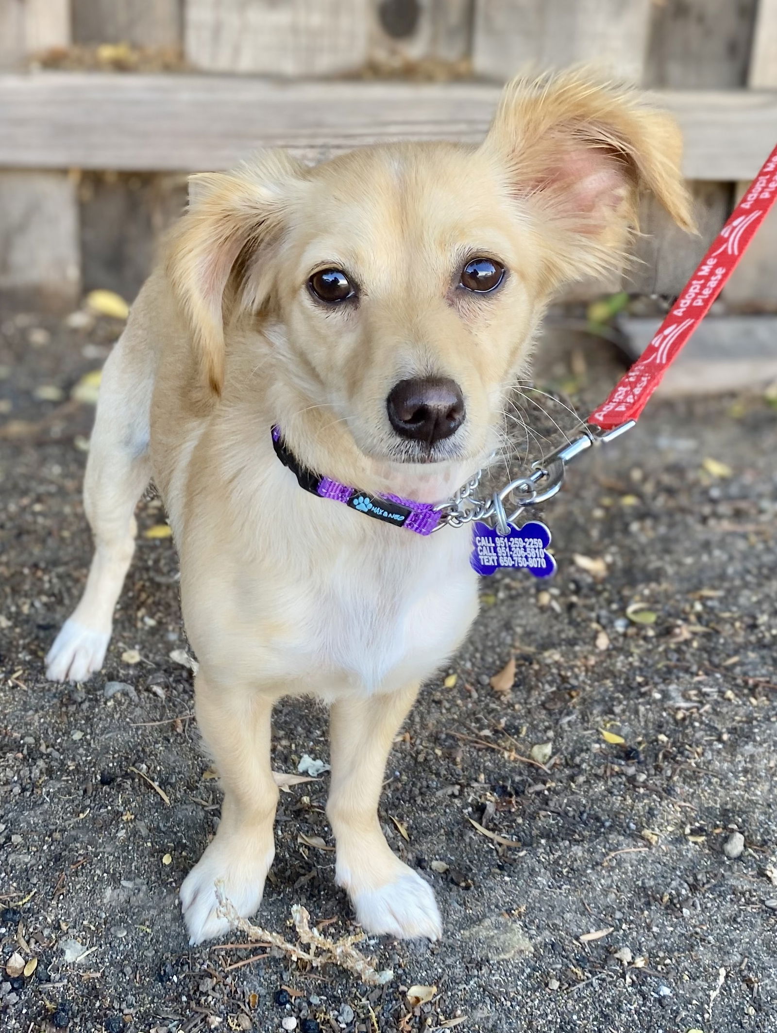 adoptable Dog in Sun City, CA named Pumpkin Spice