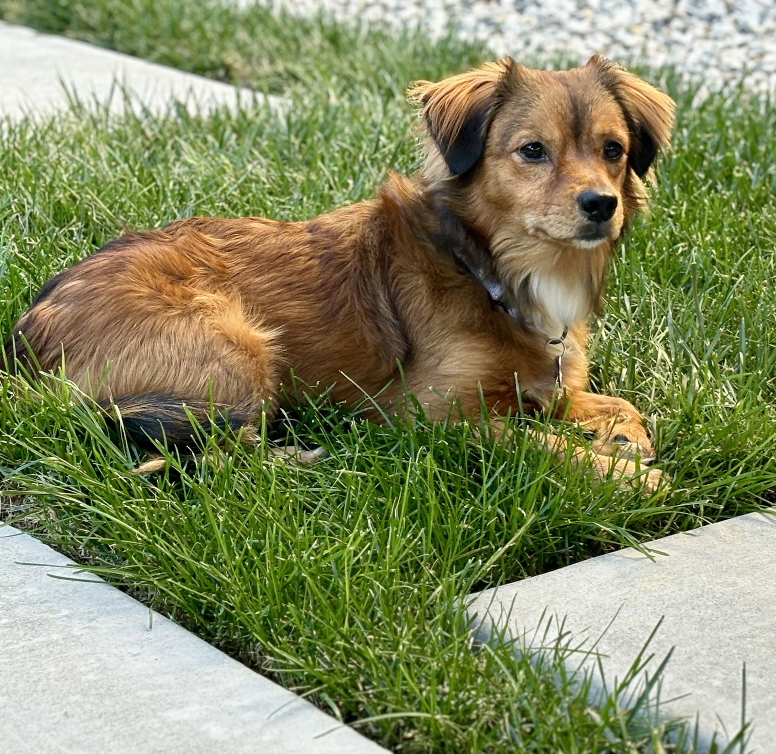 adoptable Dog in Sun City, CA named Arnold Palmer