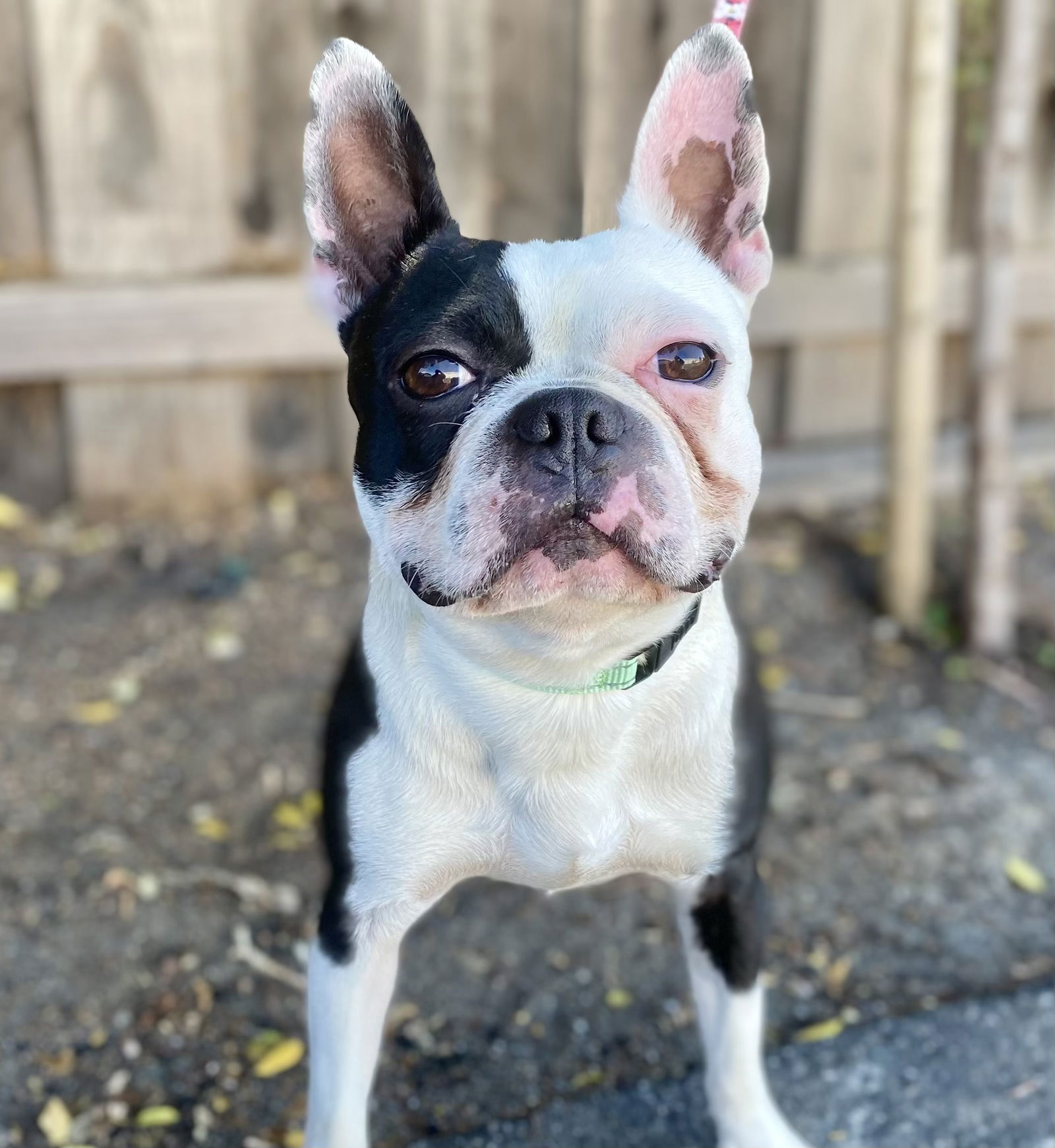 adoptable Dog in Sun City, CA named Sparrow