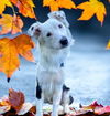 adoptable Dog in Sun City, CA named Zero