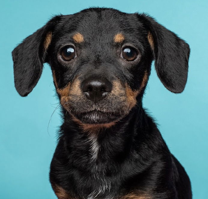 adoptable Dog in Sun City, CA named Boo