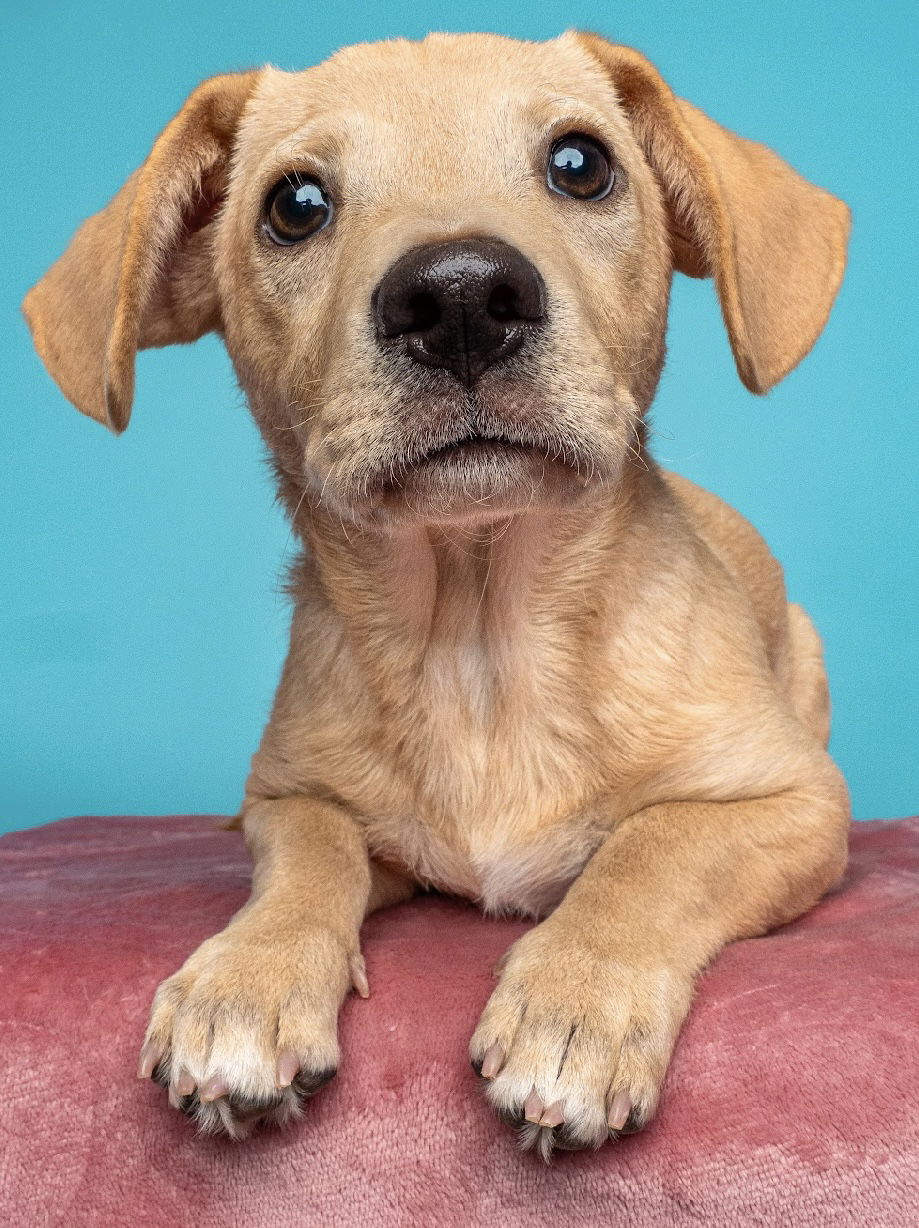 adoptable Dog in Sun City, CA named Bones