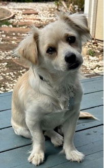 adoptable Dog in Sun City, CA named Candy Corn