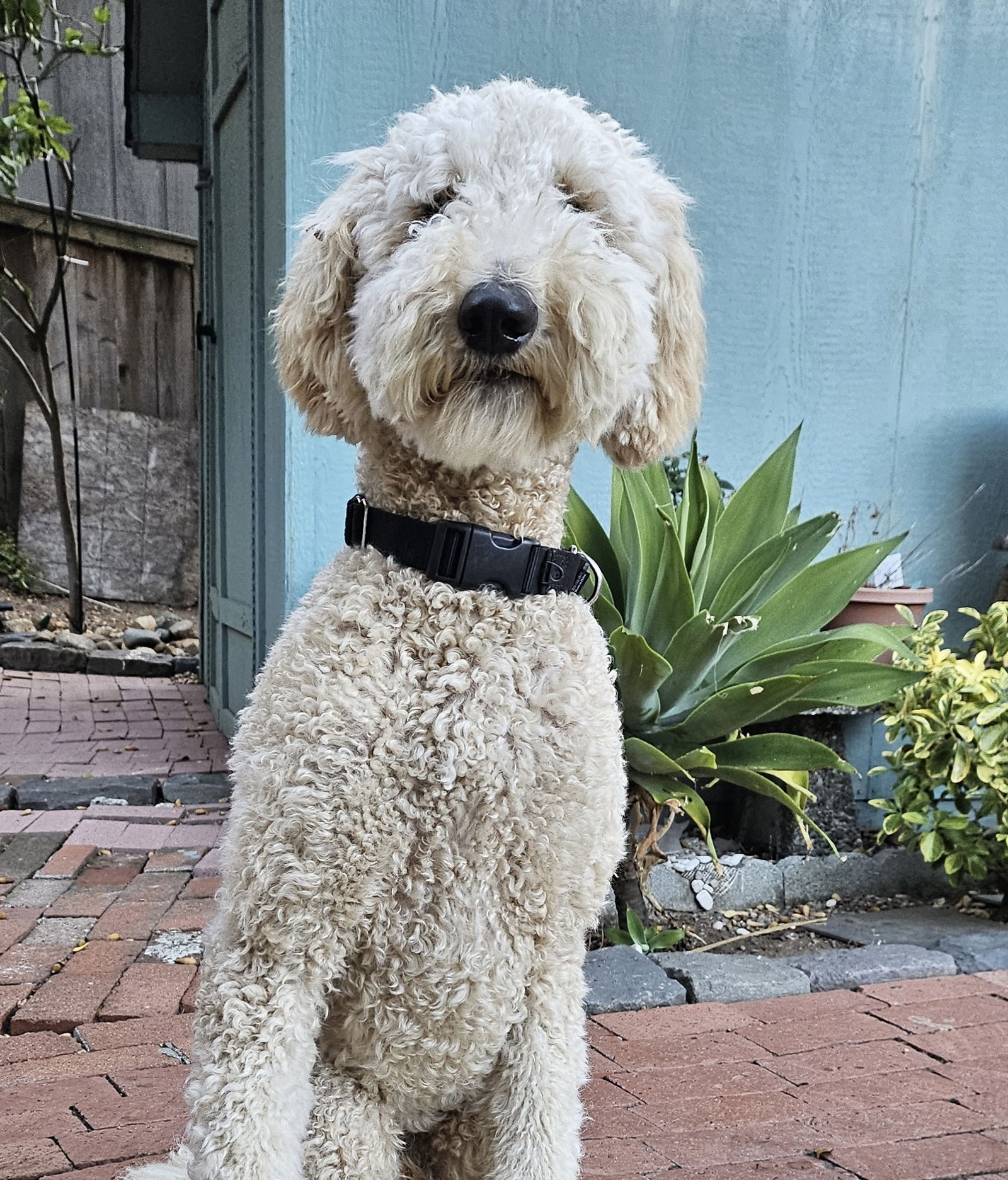 adoptable Dog in Sun City, CA named Arthur