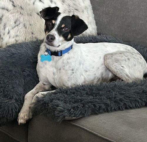 picture of the dog needing adoption