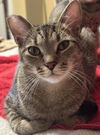 adoptable Cat in Sun City, CA named Zeldo