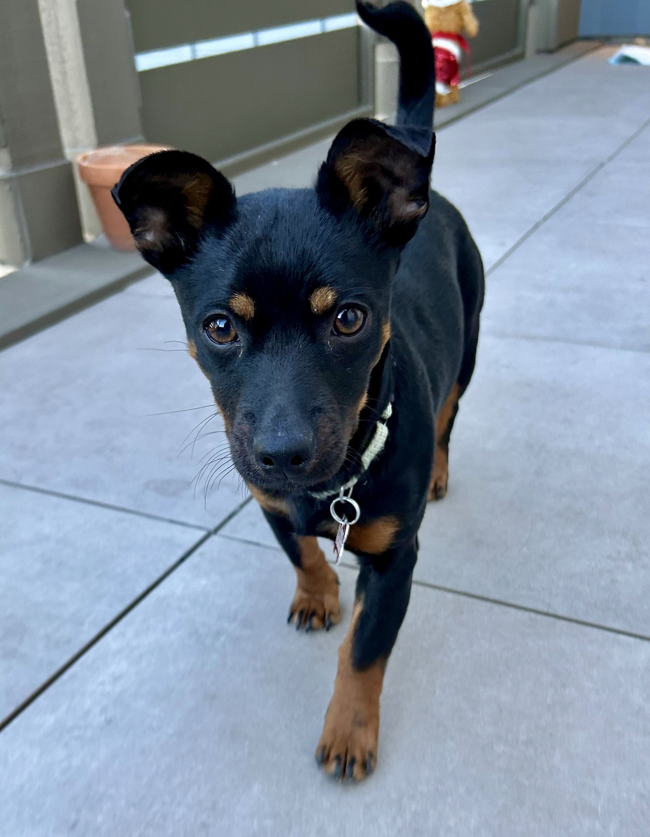 Looks like a miniature Doberman Pinscher, not a Dachshund … | Flickr, image size:1315x1695