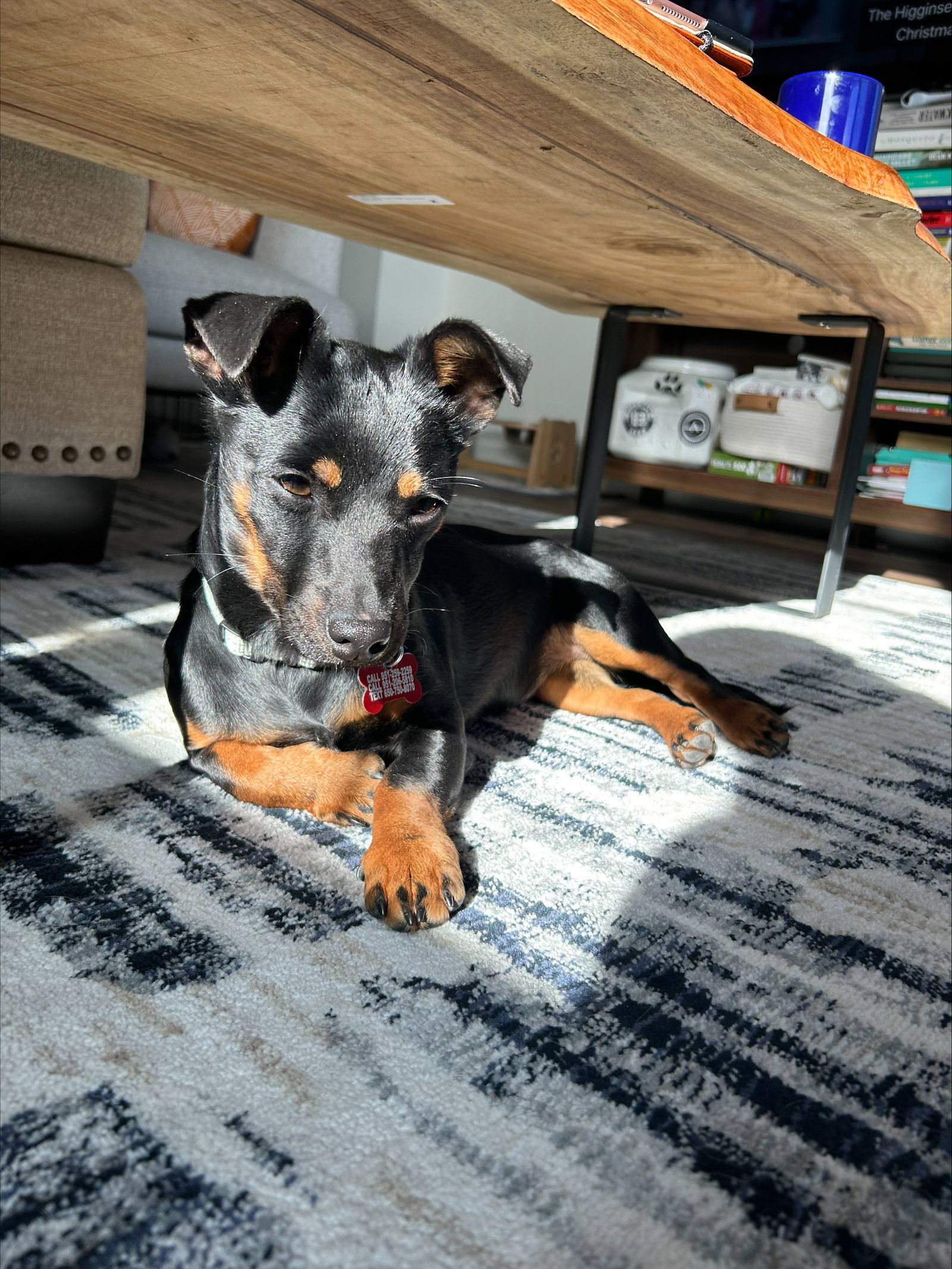Miniature Pinscher Puppies for Sale in Texas - Puppies For Sale - Dog  Academy, image size:1600x2132