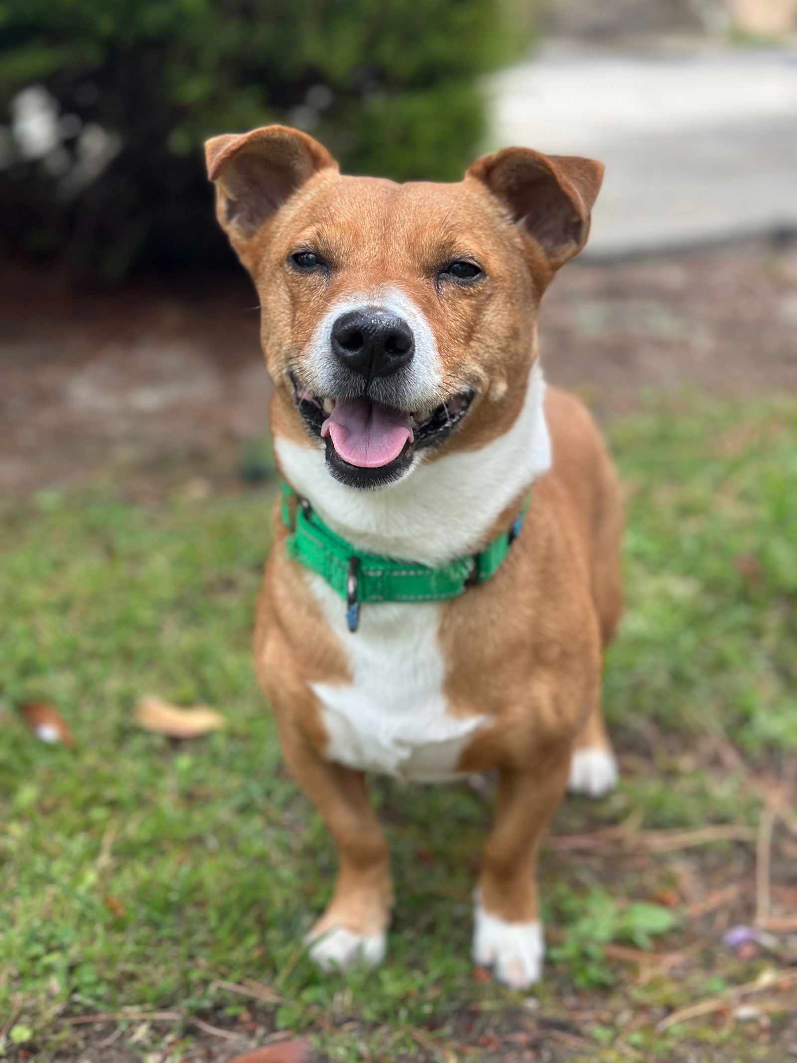 adoptable Dog in Sun City, CA named Crockpot