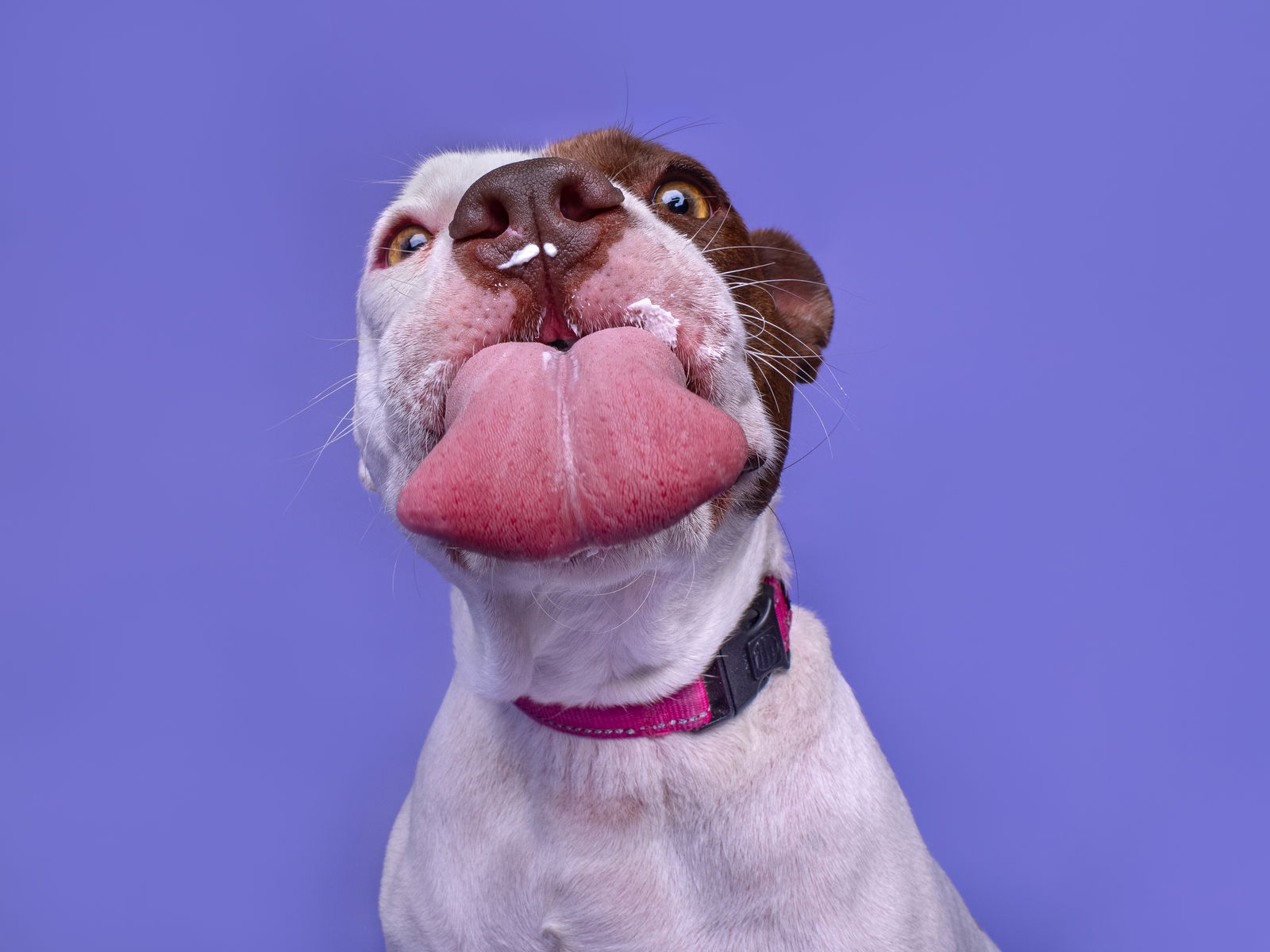 adoptable Dog in Sun City, CA named Chamomile Tea