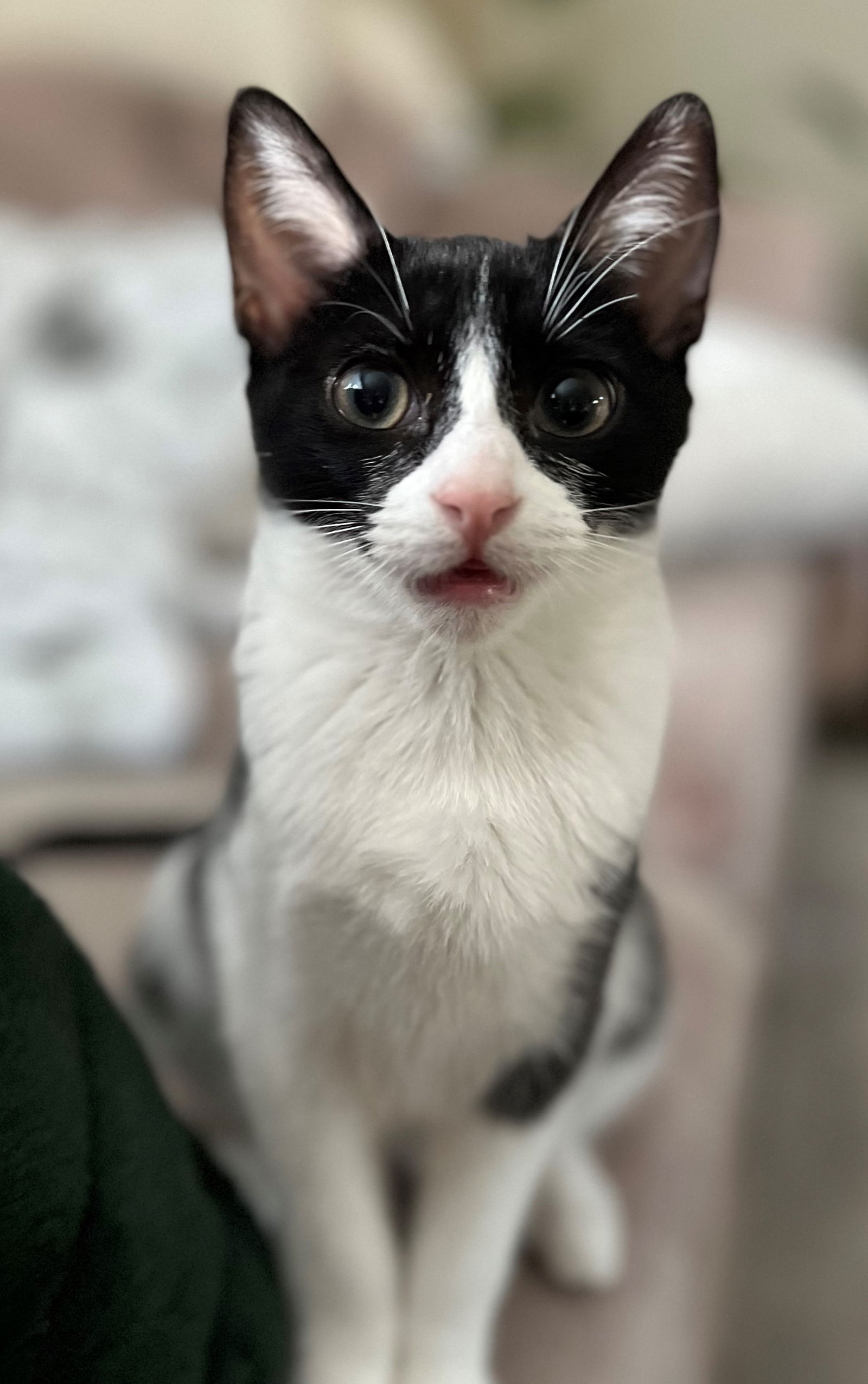 adoptable Cat in Sun City, CA named Christine