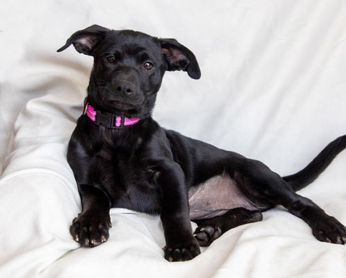 picture of the dog needing adoption